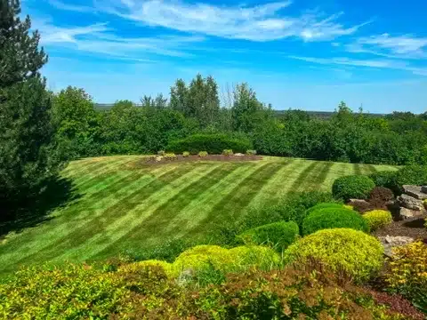 freshly mowed backyard and landscaping